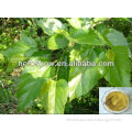 Hot Sale Mulberry Leaf Extract